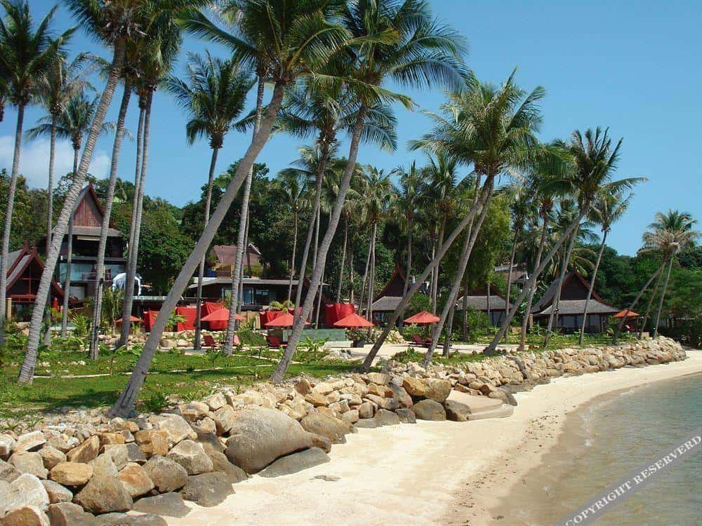 Kupu Kupu Phangan18