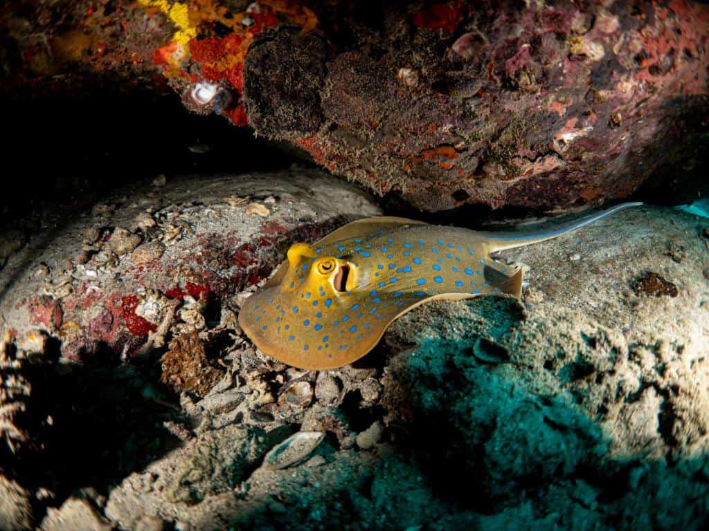 Ban's Diving Resort24