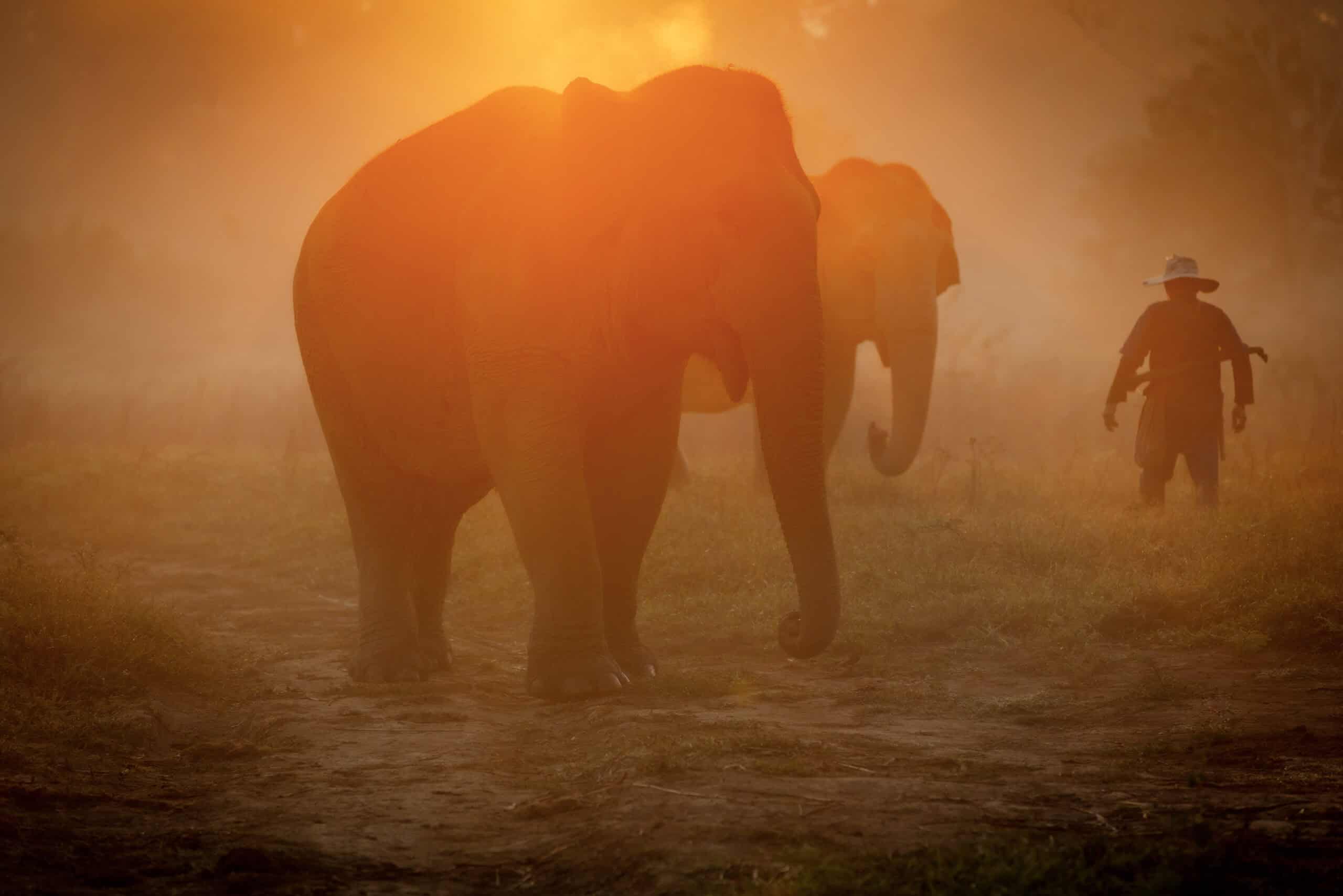 17-Anantara_Golden_Triangle_Walking_With_Giants_3298