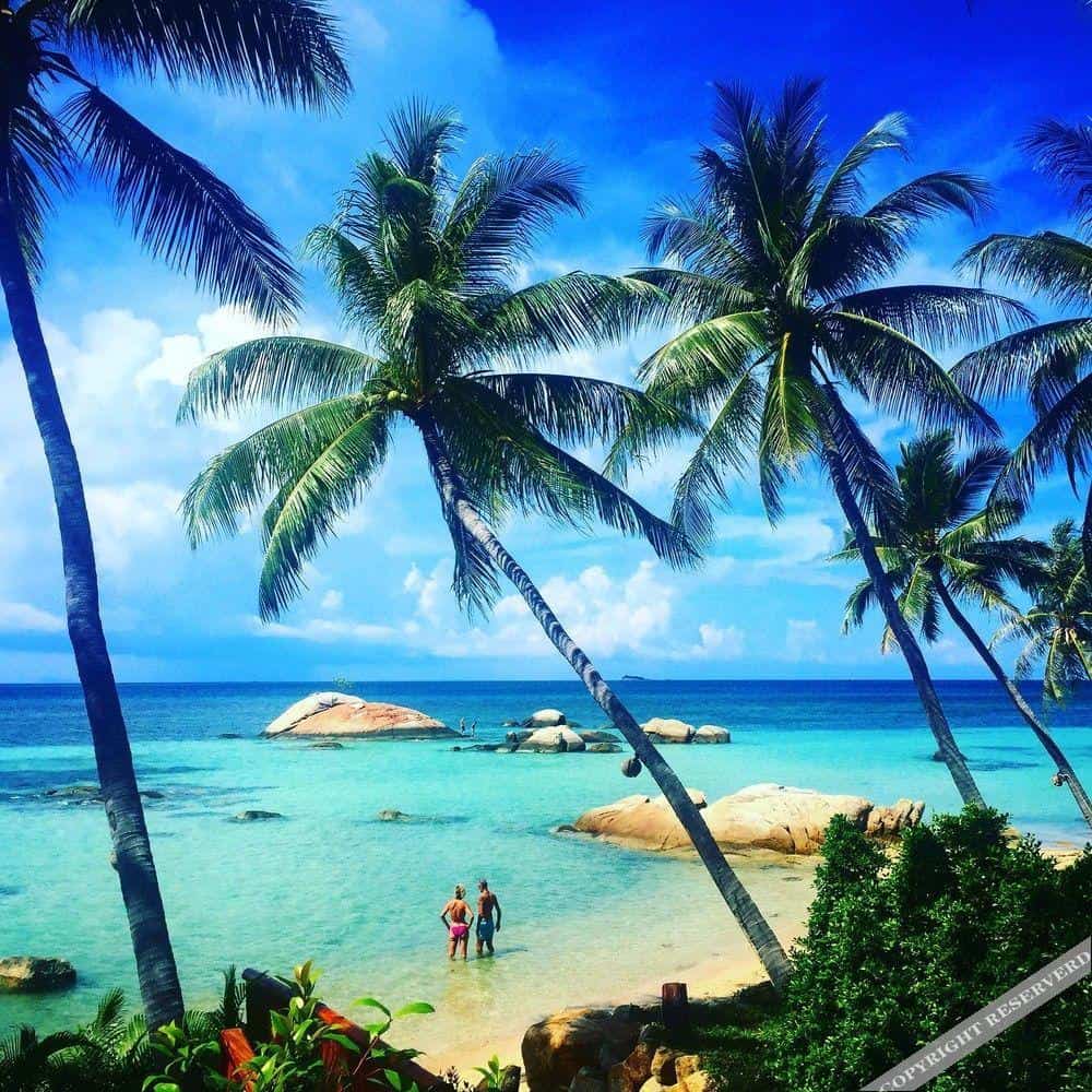 Kupu Kupu Phangan10