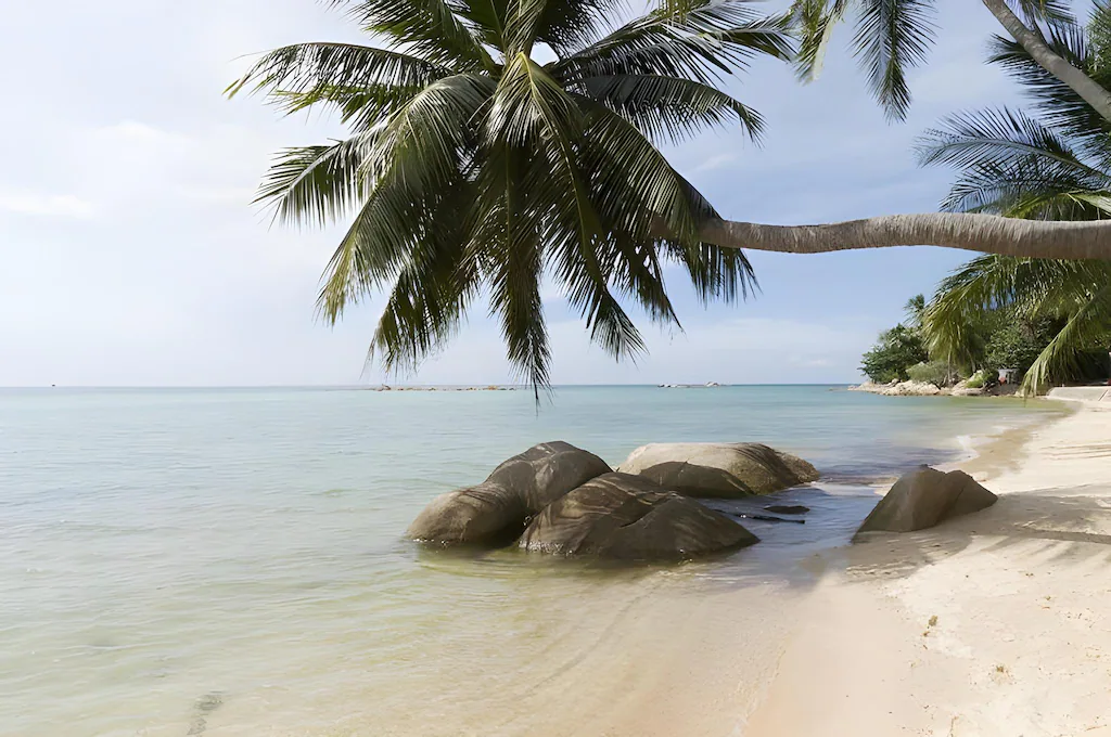 Kupu Kupu Phangan16