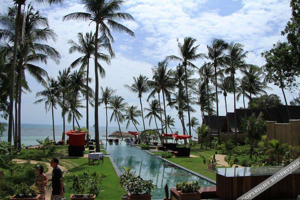 Kupu Kupu Phangan9