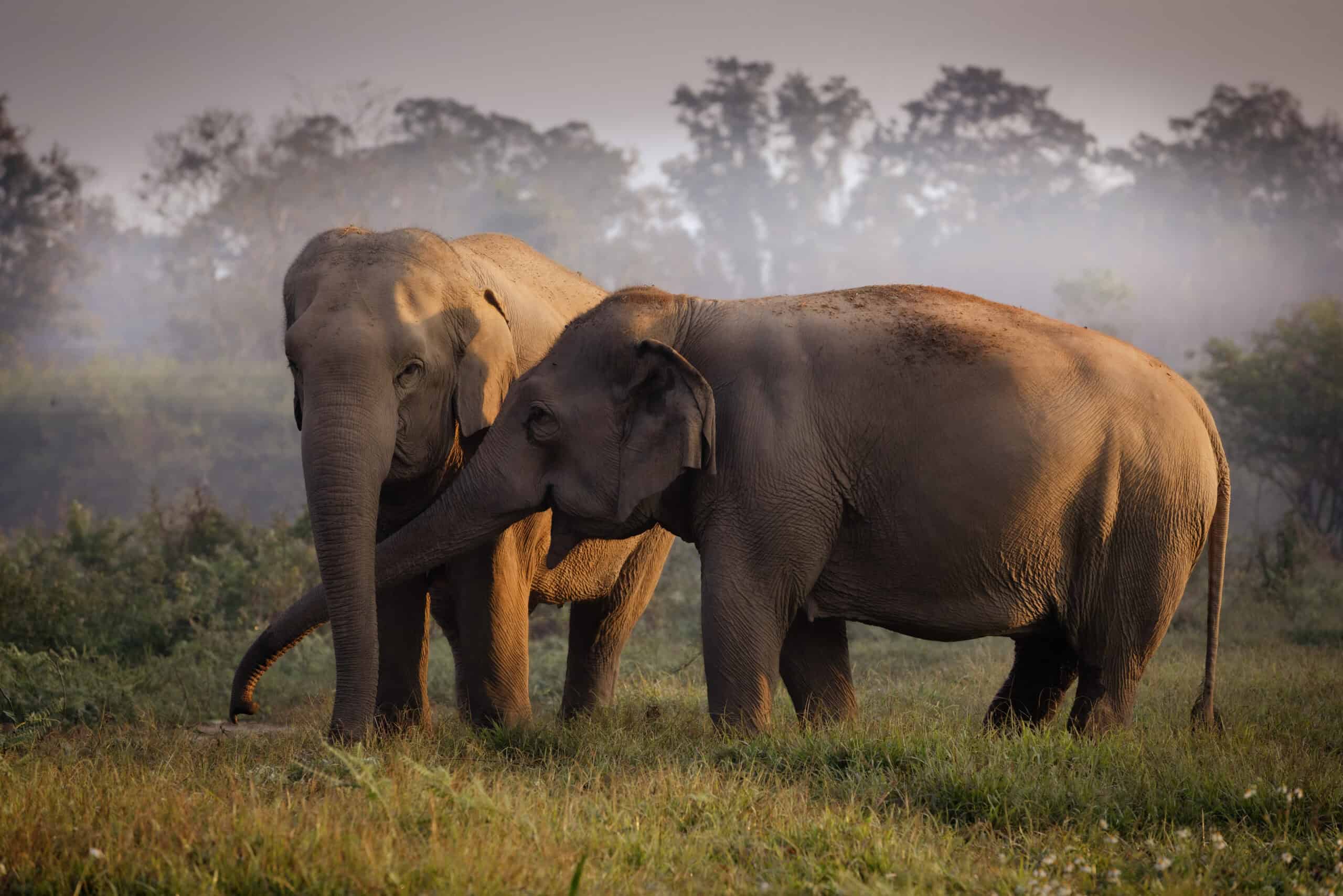 25-Anantara_Golden_Triangle_Walking_With_Giants_3553